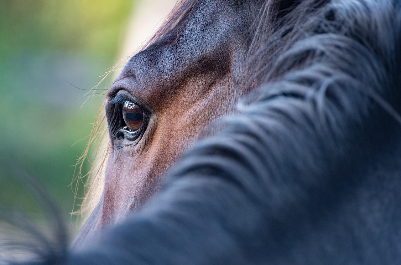 horse, nature, eye, mane, close up, horse eye, horse details, mammal, animal, equine